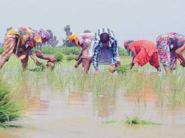 States peg kharif rice procurement at last year level despite output worry States peg kharif rice procurement at last year level despite output worry