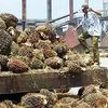 Oil palm body welcomes 100% FDI, seeks ease in land ceiling norms