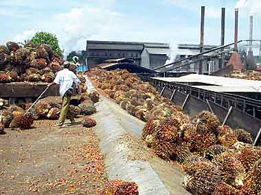 Top buyer India to favour Malaysian palm oil as Indonesian prices rise