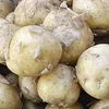 Govt removes minimum export price of potato