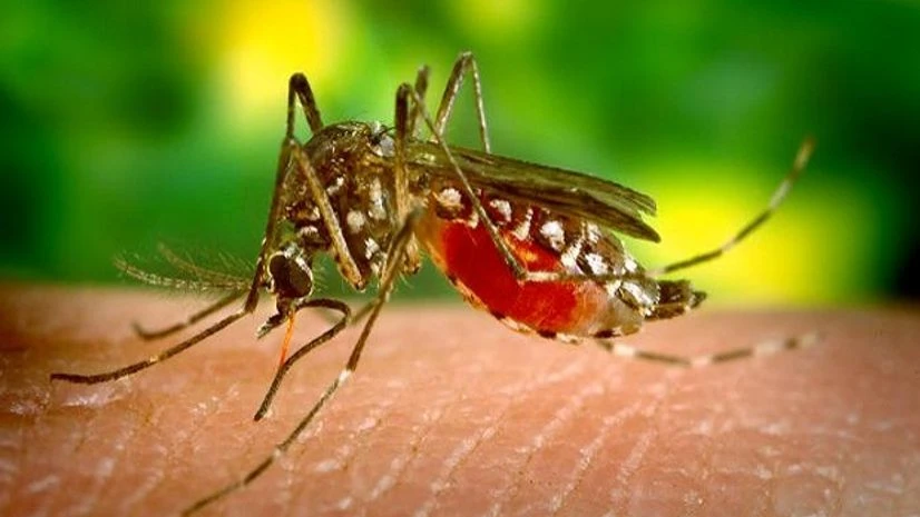 Rising cases of mosquito-borne diseases alarms authorities in Maharashtra | Health News Rising cases of mosquito borne diseases