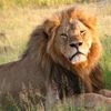 Another lion dies at Etawah safari