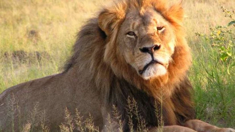 Lioness run over in Gujarat Lioness run over in Gujarat