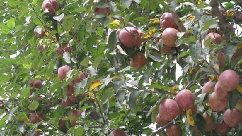 The Apple Blossom, is the aptly named Himachal Pradesh Tourism Development Corporation hotel The Apple Blossom, is the aptly named Himachal Pradesh Tourism Development Corporation hotel