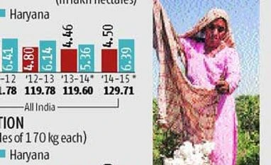 Whitefly attack highlights need for better Bt cotton Whitefly attack highlights need for better Bt cotton
