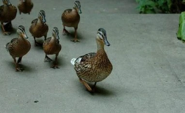 Companies with humble CEOs perform better: Study Image via Tech in Asia