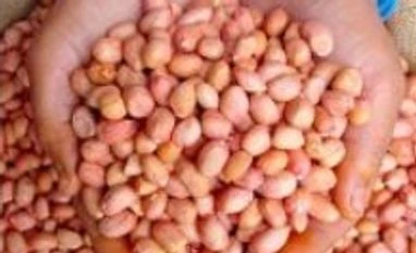 Rabi oilseeds sowing at five-year low as on mid-November Rabi oilseeds sowing at five years low as on mid-November