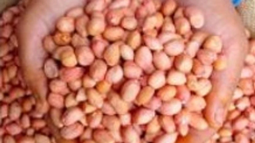 Rabi oilseeds production estimates up by over 18%: SEA Rabi oilseeds production estimates up by over 18%: SEA