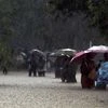 Rains, Chennai, Tamil Nadu, Flood