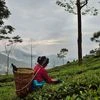 Tea garden in Assam