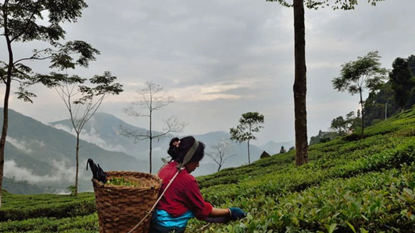 Tea Garden Tea garden in Assam