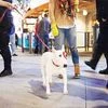 Bullseye the dog, the Target mascot, making her way back to her hotel room after an appearance this month in Los Angeles