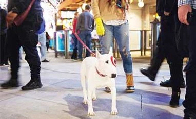 Target's dog mascot learns new tricks Bullseye the dog, the Target mascot, making her way back to her hotel room after an appearance this month in Los Angeles