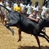 Tamil Nadu governor approves ordinance, jallikattu to be held tomorrow