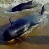 A screenshot from a video shows baleen whales being washed ashore. Photo: ANI