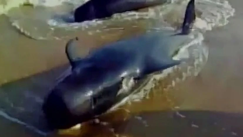 A screenshot from a video shows baleen whales being washed ashore. Photo: ANI A screenshot from a video shows baleen whales being washed ashore. Photo: ANI