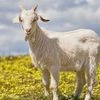 Goat