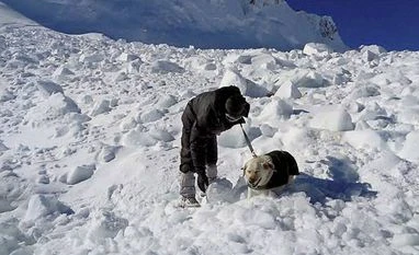 Siachen: Over 150 soldiers and two canines rescued the trapped Armyman One of the two dogs that rescued the trapped Armyman in Siachen