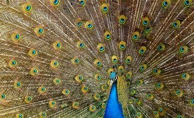 Peacocks don't have sex: Rajasthan High Court judge Mahesh Chandra Sharma Peacock