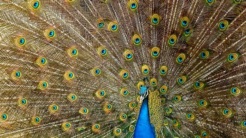 Peacock Photo: Wikipedia