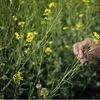 India eyes record rapeseed crop as high prices prompt farmers to plant more