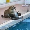 A leopard attacking conservation scientist Sanjay Gubbi in a Bangaluru school where it had strayed into this February