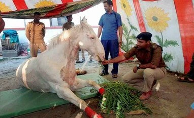 After puppies' killing in Bengaluru, activists ramp up calls for 'Shaktiman Act' A police man feeds the horse that was injured in a protest at Police Line in Dehradun
