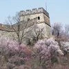 Cherry trees at the Great Wall of China