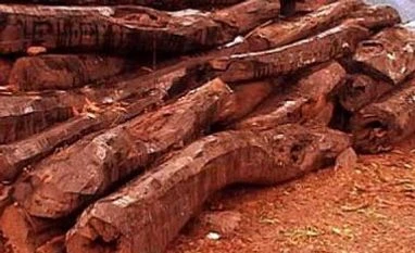 DRI, Customs seize 10,230 kg red sandalwood worth Rs 6 crore from Haryana Red sandalwood smuggler arrested in Odisha