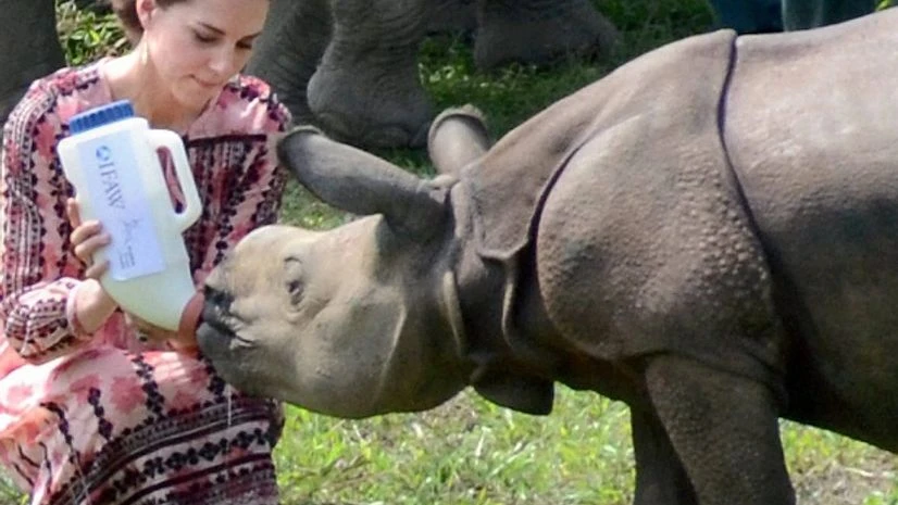rhino, Kate Middleton Duchess of Cambridge feeds a rhino calf during a visit to the Centre for Wildlife Rehabilitation and Conservation near Kaziranga National Park PTI