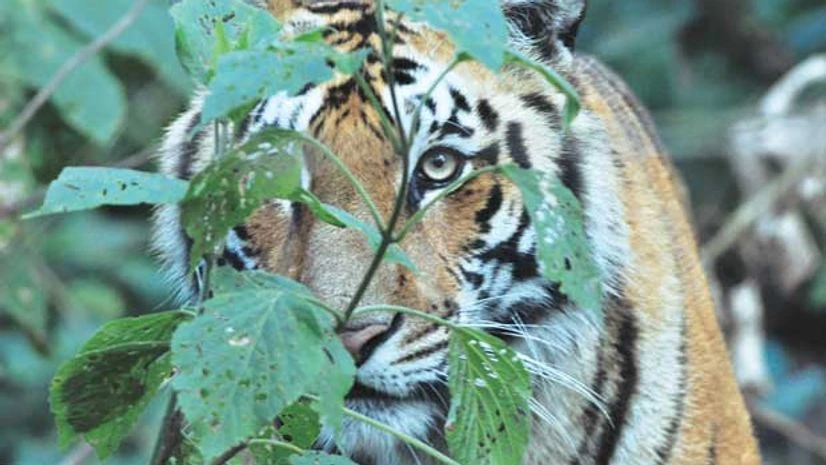 A Tiger spotted in the thicket A Tiger spotted in the thicket