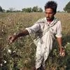 India's cotton yarn exports to rise on strong Chinese demand