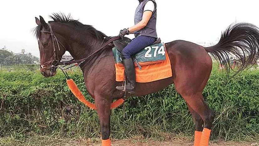 Silva Storai Silva Storai