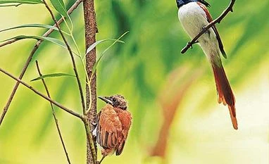 Bird flu scare: H5N8 virus no threat to humans, assures Gopal Rai Down in bird land