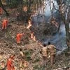 fire, forest, Uttarakhand