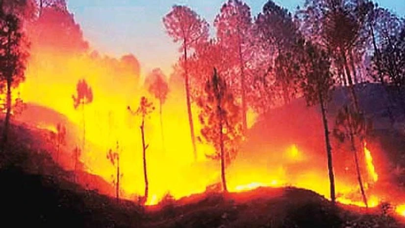 Why it's a wild summer in Uttarakhand Why it's a wild summer in Uttarakhand