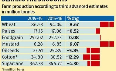 Wheat output up despite drought Wheat output up despite drought