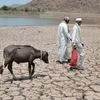 Drought cripples farm sector