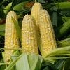 India can achieve 50 mt maize output by 2025 to meet demand