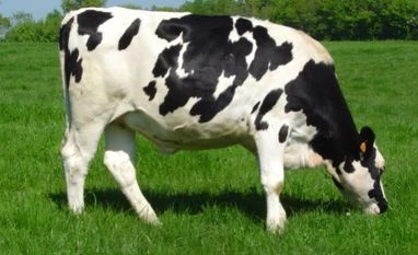 Centre to set up fodder farms in districts Centre to set up fodder farms