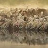 Telangana to buy 8 mn sheep to improve incomes of traditional communities