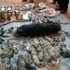 40 cubs found dead in Thai tiger temple