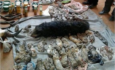 40 cubs found dead in Thai tiger temple Tiger cubs