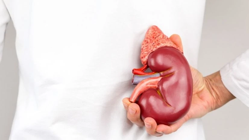 Image via Shutterstock Kidney
