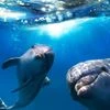 Annual census of dolphins begins at Odisha's Bhitarkanika, Gahirmatha