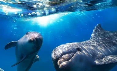 'Russian spy whale': How military around the world exploited marine mammals Representative Image