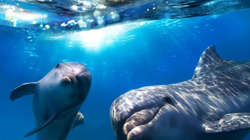 Yamuna dolphin Yamuna dolphin