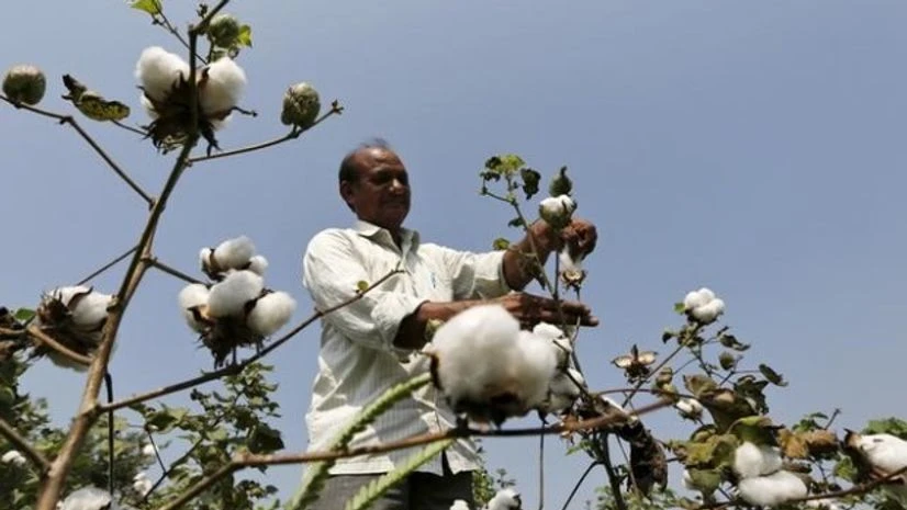 Cotton prices, demonetisation Cotton prices, demonetisation