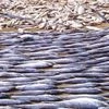 Govt to set up agencies for aquaculture and fisheries in coastal states