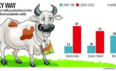 Holy cow! Cattle to get own Aadhaar cards Holy cow! Cattle to get own Aadhaar cards